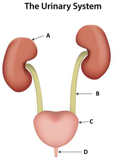 <p>What structure is C?</p><p>Kidney</p><p>Ureter</p><p>Bladder</p><p>Urethra</p>