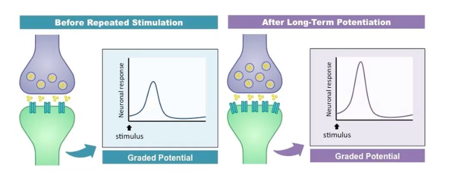 <p>Persistent strengthening of synaptic transmission following repeated patterns of activity.</p><p class="p2"></p><p class="p1">LTP is a cellular correlate of learning and memory.</p>