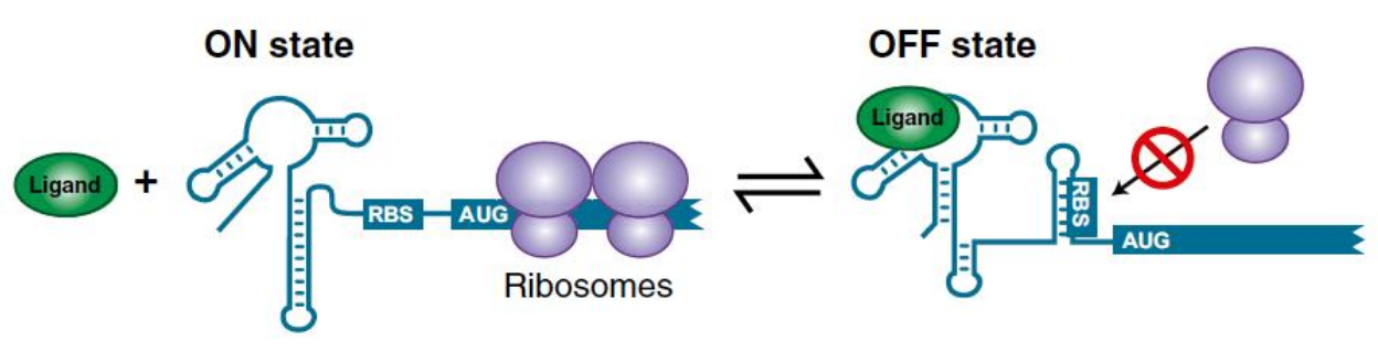 <ul><li><p>Ce sont des <strong>structures d’ARN capables de lier un métabolite spécifique</strong> (vitamine, cofacteur, etc.).</p></li><li><p>La liaison du ligand provoque un <strong>changement de conformation</strong> :</p><ul><li><p>soit elle <strong>masque la SD</strong> → traduction inhibée,</p></li><li><p>soit elle <strong>la libère</strong> → traduction activée.<br><span data-name="point_right" data-type="emoji">👉</span> Exemple : riboswitch à la <strong>thiamine-pyrophosphate (TPP)</strong>.</p></li></ul></li></ul><p></p><p>ex: thjim regulation chez E coli</p><p></p>