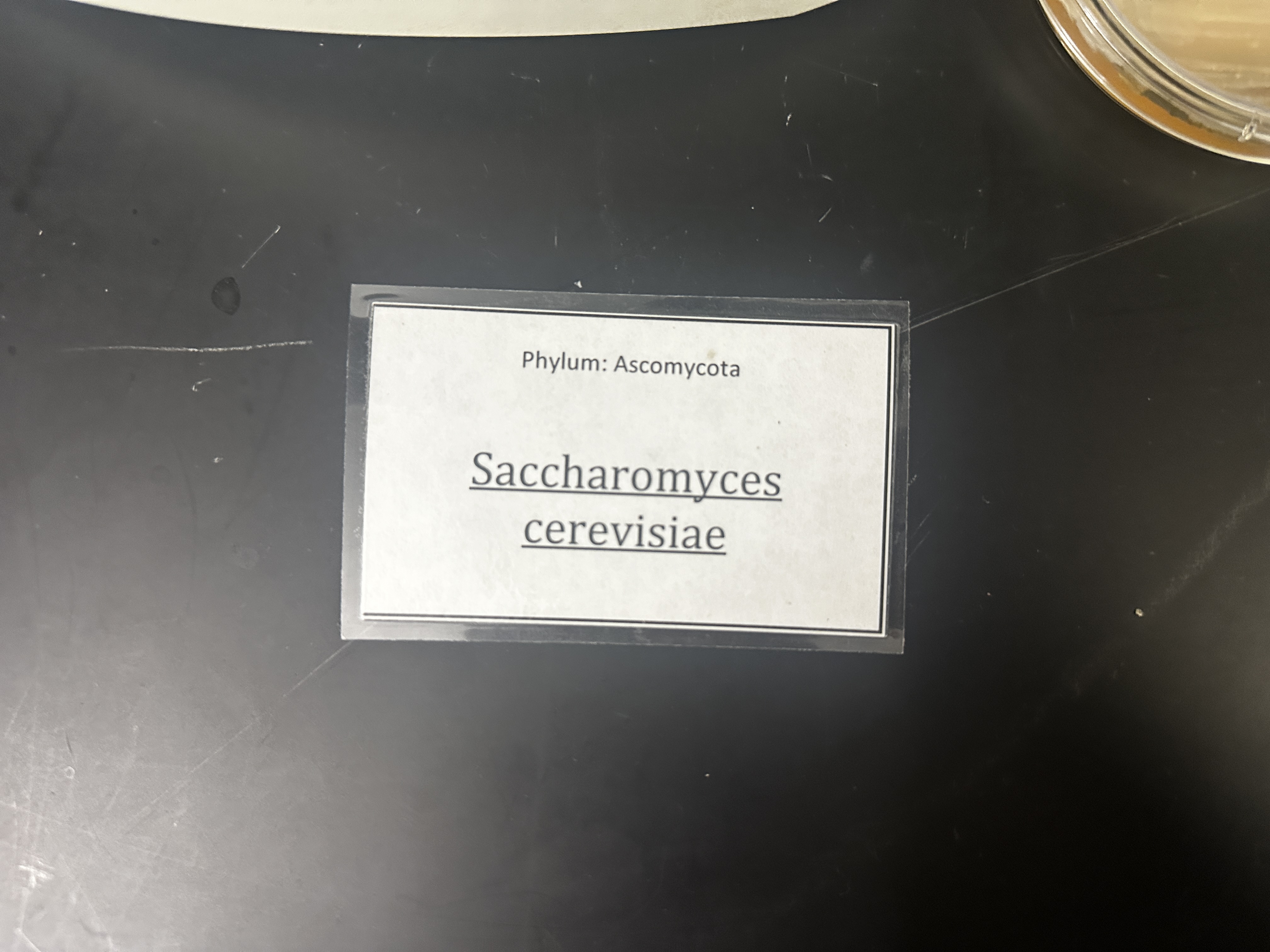 <p>Domain: Eukarya</p><p>Kingdom: Fungi</p><p>Clade: Ascomycota</p>