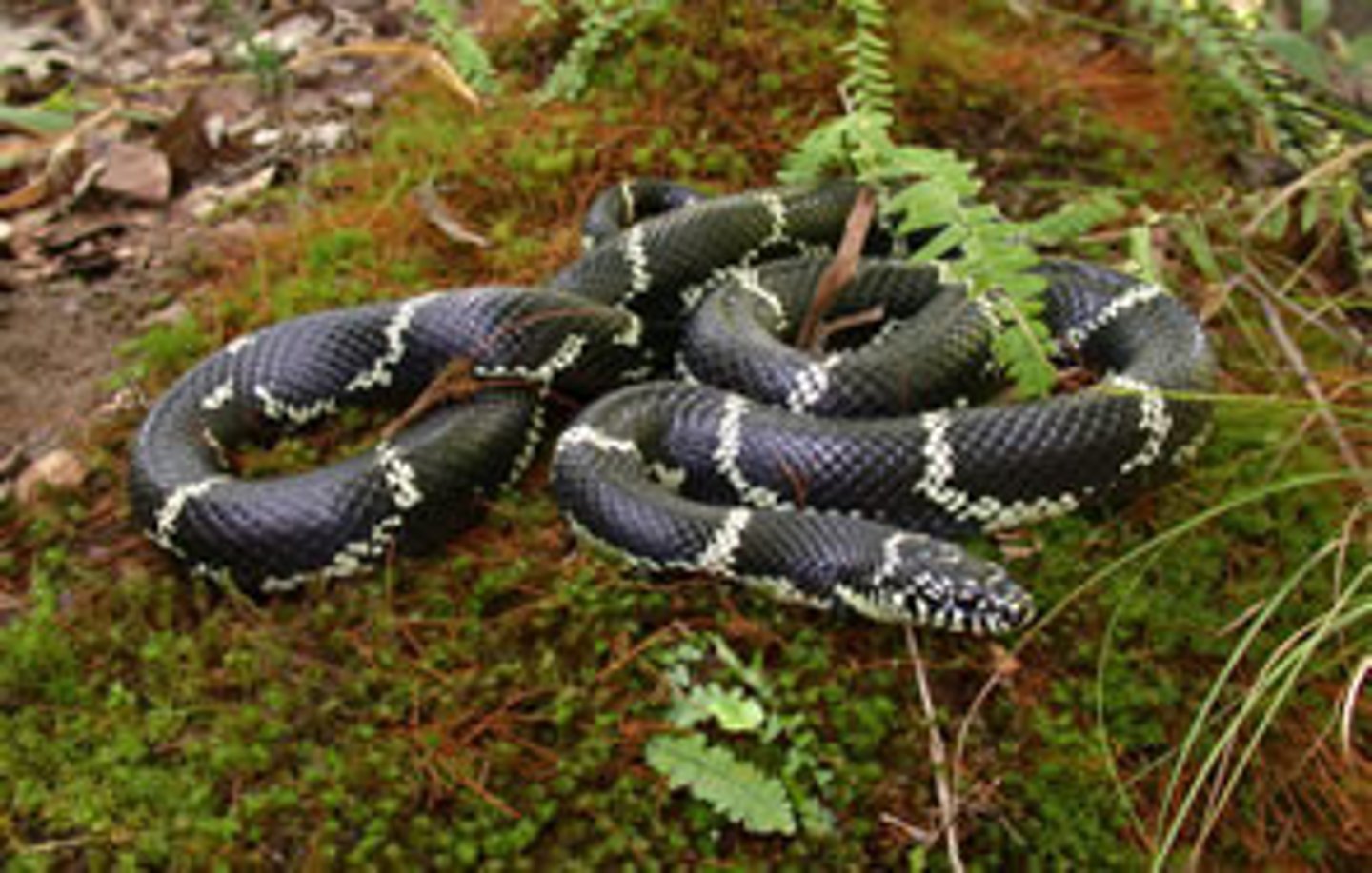 <p>Lampropeltis getula</p>