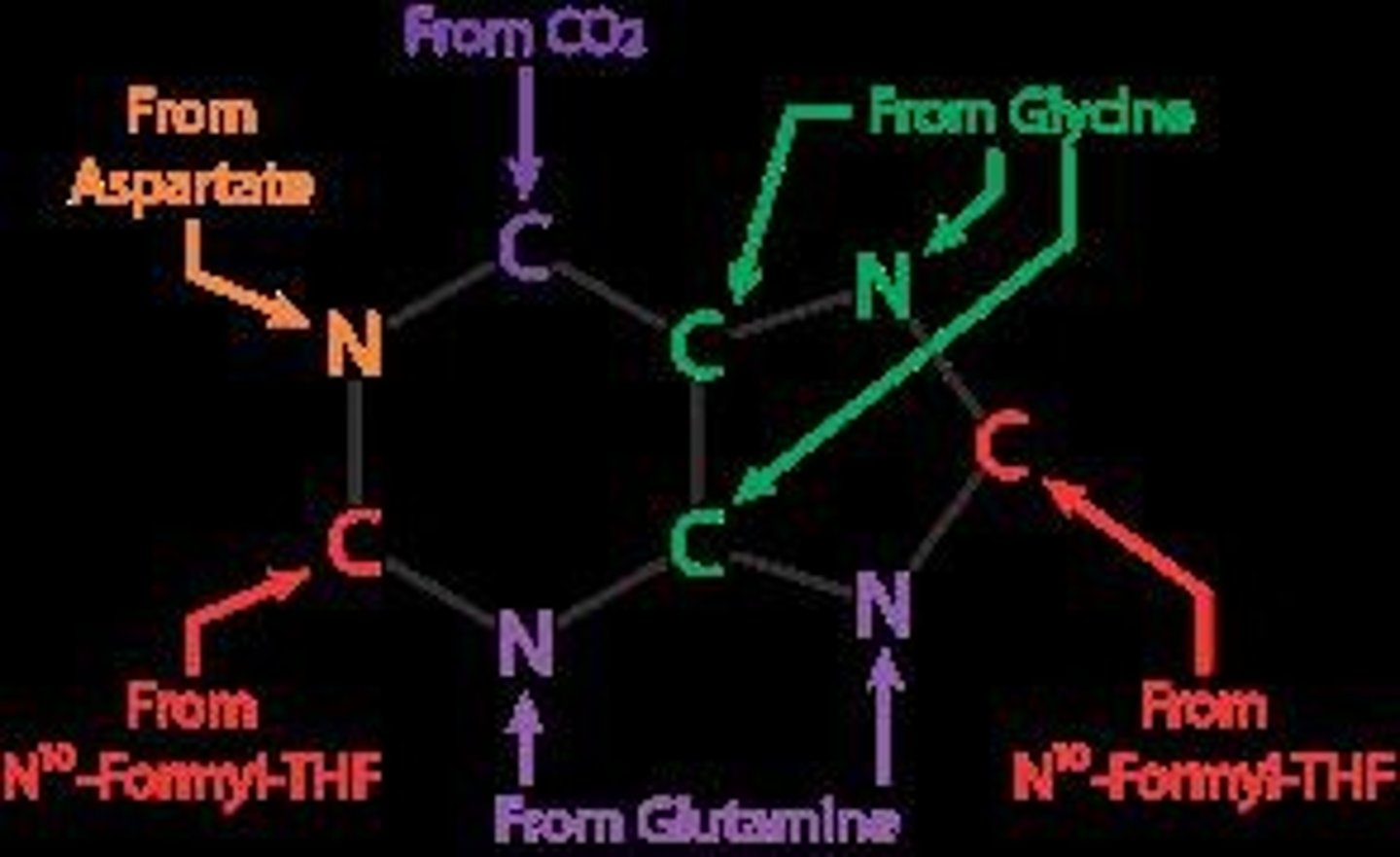<p>Purine synthesis begins on the ribose sugar, which is essential for constructing the purine ring.</p>