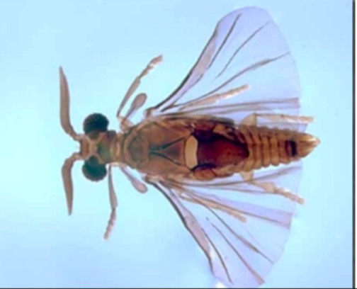 <p>*Tiny insectd, sexually dimorphic *Female: laviform, without wing, eyes, antennae, cephalothorax *Males: forewing clublike halteres, hindwing are twisted and used for flight *Endoparasites of other insects; female is endoparasite her entire life</p>