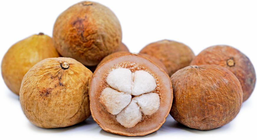 <p>Santol</p>