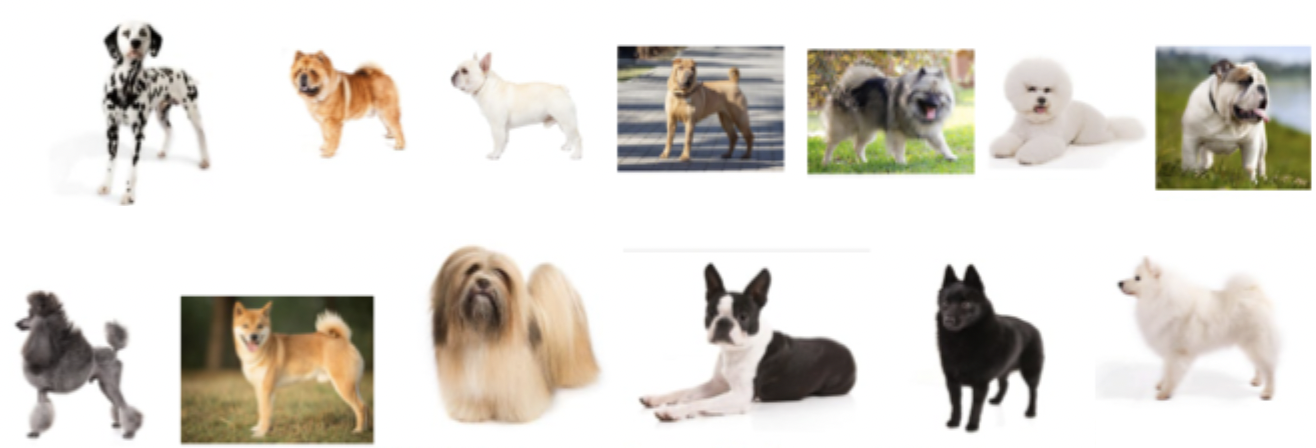 <p>These dogs belong to which breed group?</p>