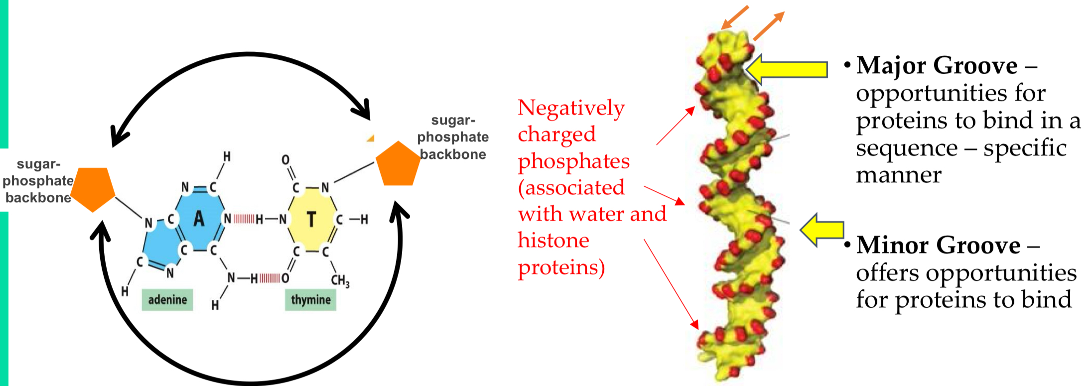 <p>Major groove = opportunities for proteins to bind to sequence in a specific manner</p><p>Minor groove = opportunities from proteins to bind</p><ul><li><p>-ve charged phosphates associate with water and histone proteins</p></li><li><p>Base Paris are planar with hydrophobic stacking interactions between bases</p></li></ul><p></p>