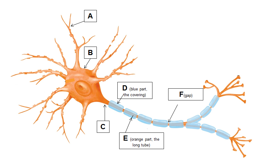 <p>Identify the following parts:</p>