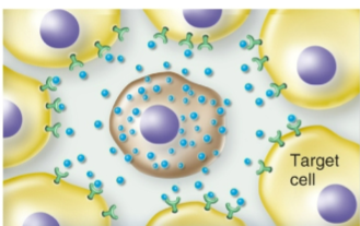 <p>Paracrine Signaling</p>