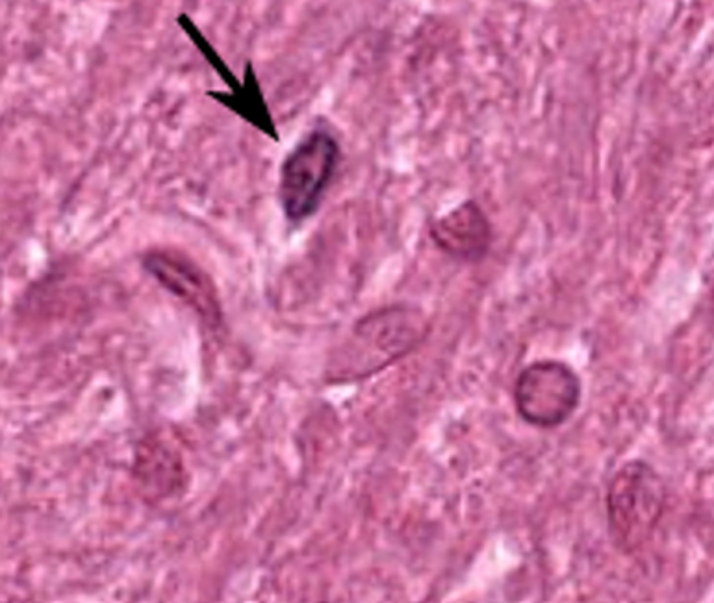 <p>Identify the glial cell</p>