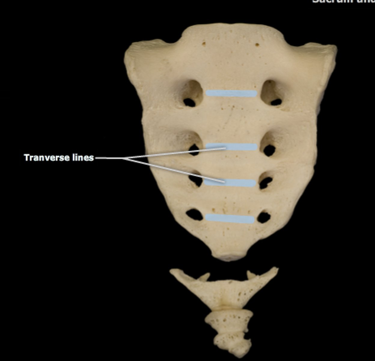 <p>sacrum</p>
