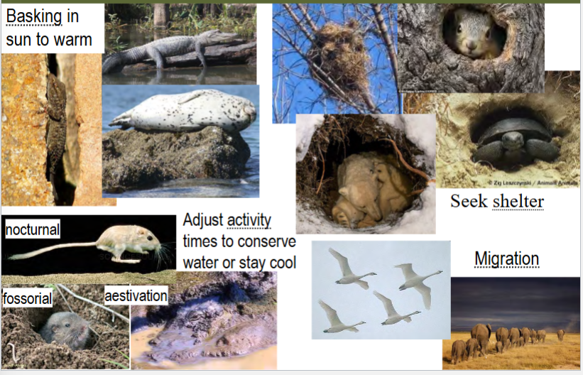 <p>one option in response to physiological stress</p><p>lessens effects of stress via behavioral/physiological activity that minimizes exposure to the stress</p><p>typically a behavioral response (e.g. basking in the sun, adjusting activity times, migrating, seeking shelter)</p>