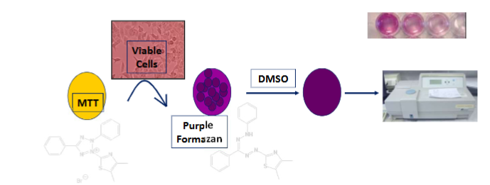 <ul><li><p>MTT added to culture medium and taken in by the cells</p></li><li><p>MTT (yellow) is reduced by NAD(P)H dehydrogenase in mitochondria to purple formazan derivative</p></li><li><p>Upon, solubilisation, purple formazan quantified colorimetrically by UV-Vis spectrophotometer</p></li><li><p>Strength of purple colour directly proportional to the metabolically active cells</p></li></ul><p></p>