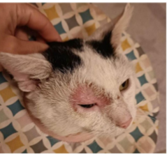 <p>where is this fungal infection?</p>