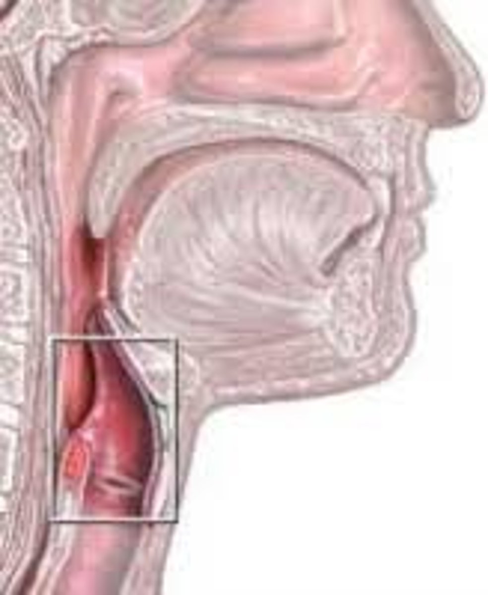 <p>The 'voice box'; in the throat, between the pharynx and trachea.</p>