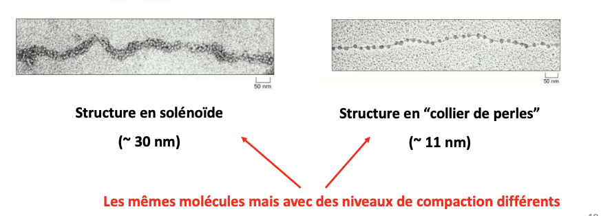 <p>Collier de perles (~11 nm) → solénoïde (~30 nm).</p>