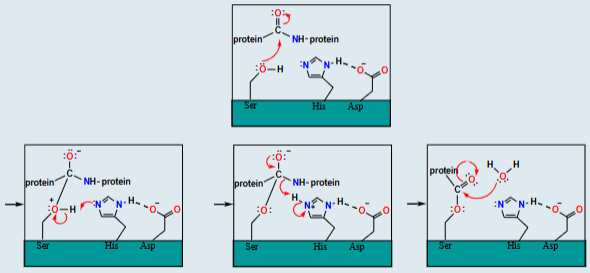 <p>Peptide hydrolysis (w/chymotrypsin- Ser, His, Asp)</p>