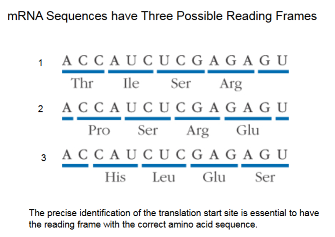 <ul><li><p>Illustrates point of starting at the same point every time. </p></li><li><p>Translation begins NOT at start (5’) of mRNA, but when the AUG code (also code for methionine) is read off. </p></li><li><p>It ends when stop codon (UAA, UAG, UGA) is read, not at end of mRNA (3’).</p></li></ul><p></p>