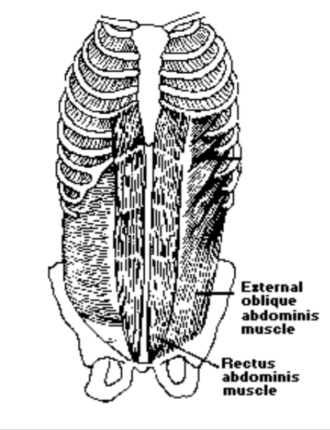 The external oblique abdominis muscle and rectus abdominis