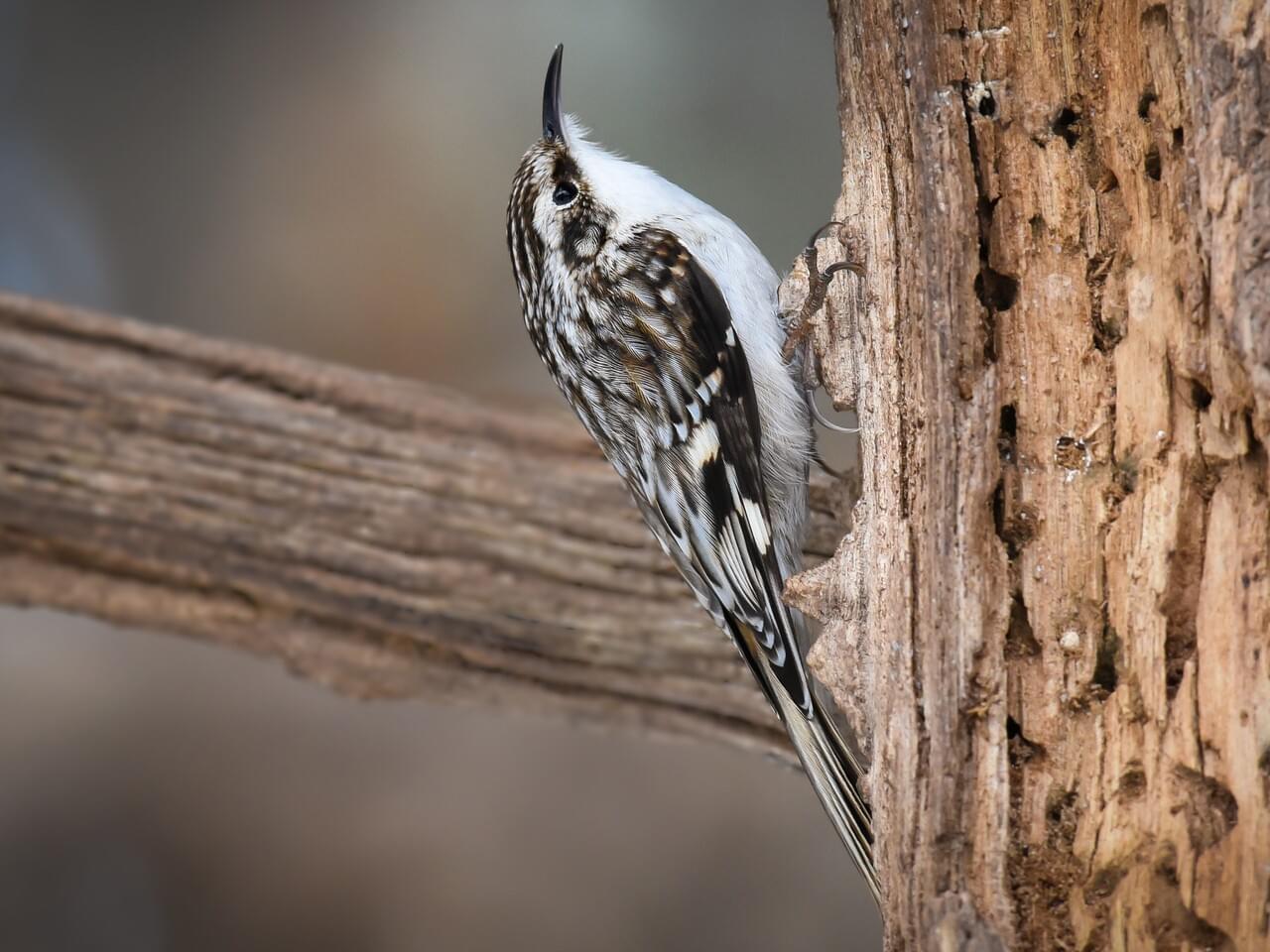 <p>Tiny brown-mottled creeper, white below; climbs upward then flits to next tree.</p>