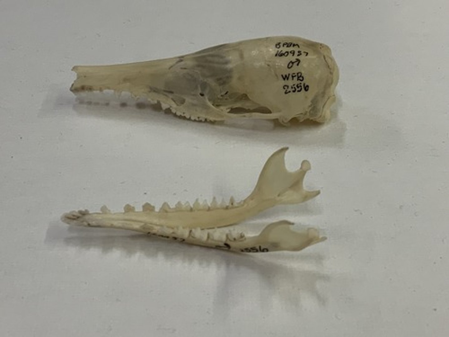 <p>Family, Order, Cohort, Infraclass, Subclass</p><p>-polyprotodont (4-5I/3i)</p><p>-absent canines</p><p>-narrow skull</p>