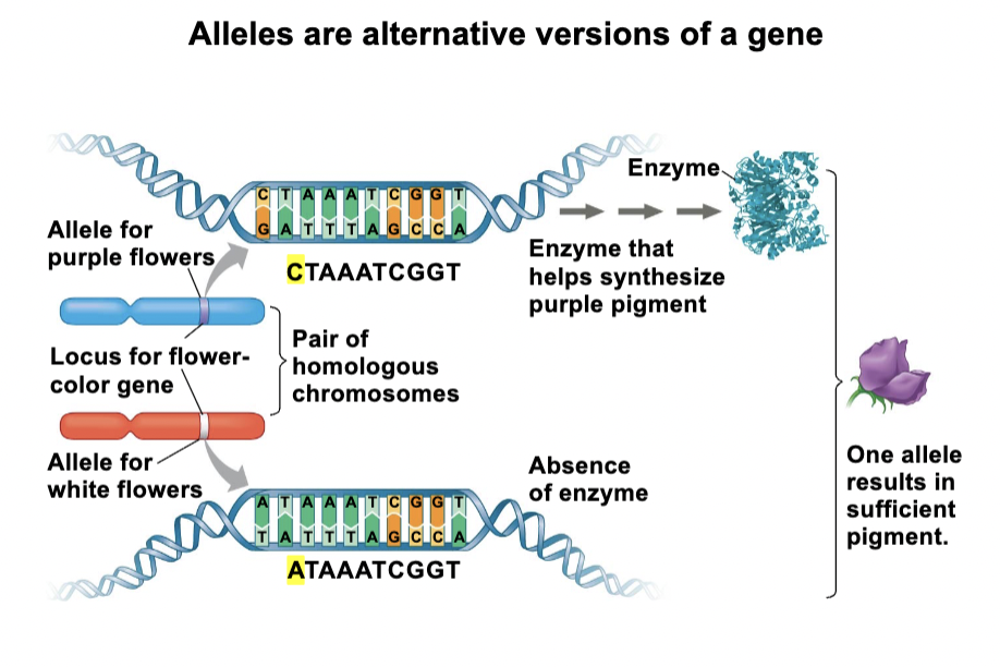 <p>alternative versions of genes- each progeny inherits one allele from each parent</p>