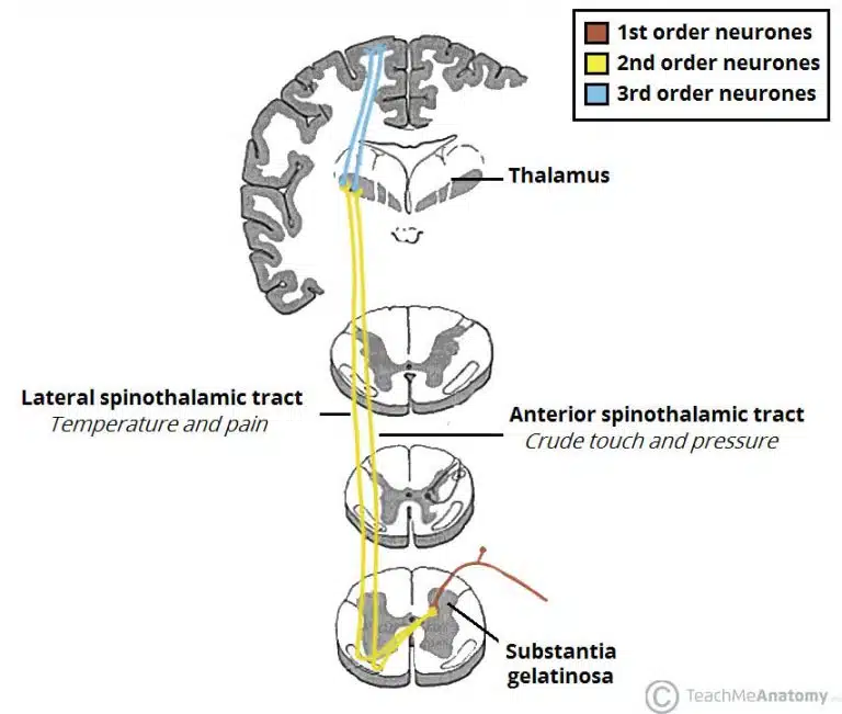 <p><strong>spinothalamic</strong></p>