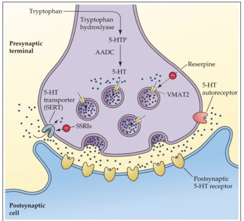 <p>stored in synaptic vesicles using vesicular monoamine transporters (VMAT); same as storage and release of catecholamines </p>