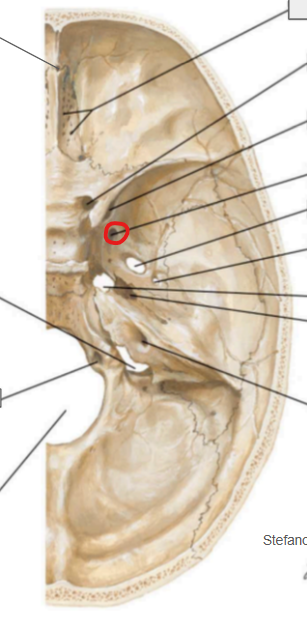 <ul><li><p>Fosa craneal media</p></li></ul><p>Agujero redondo mayor</p>