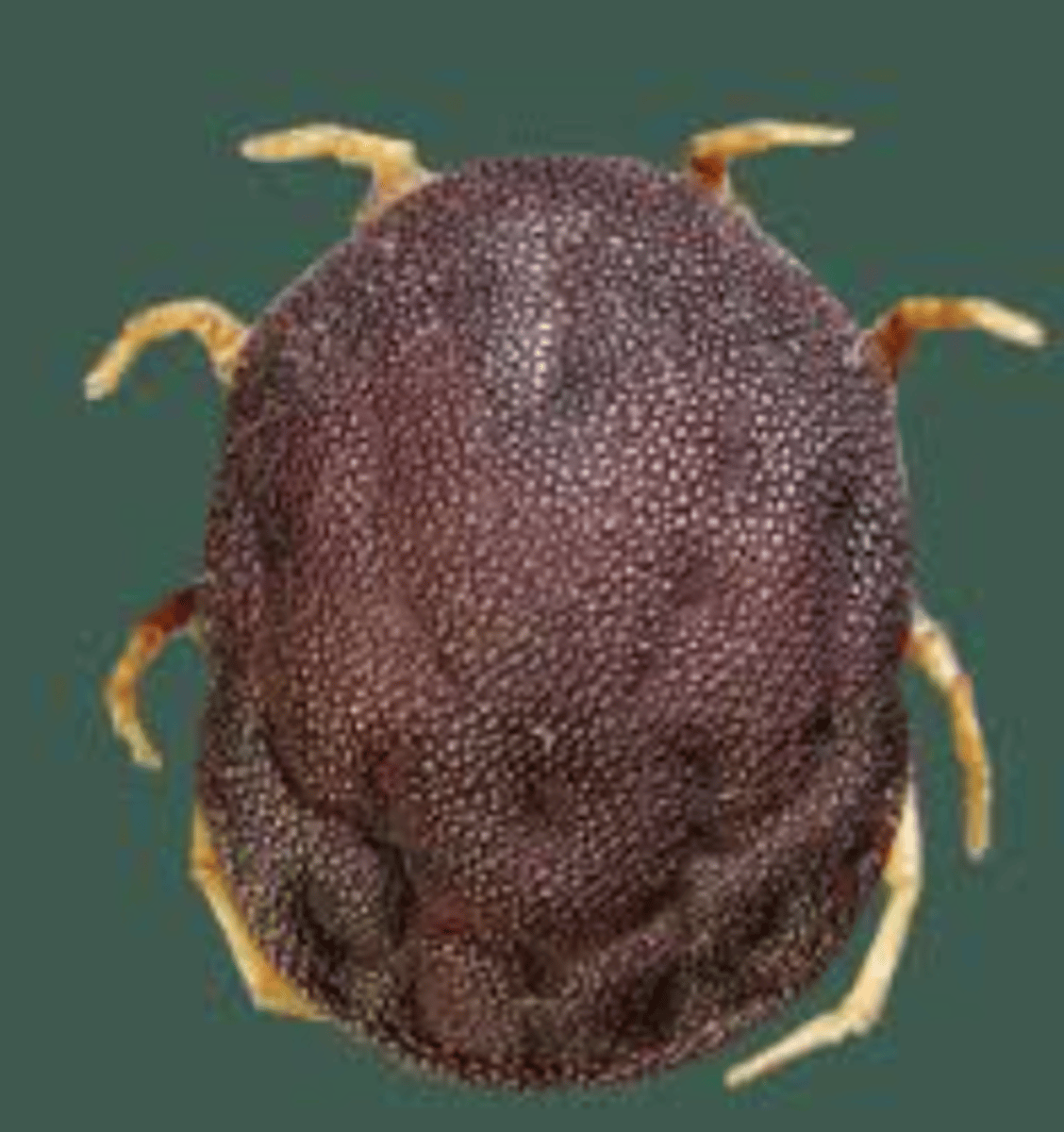 <p>what ectoparasite is seen in this image?</p>