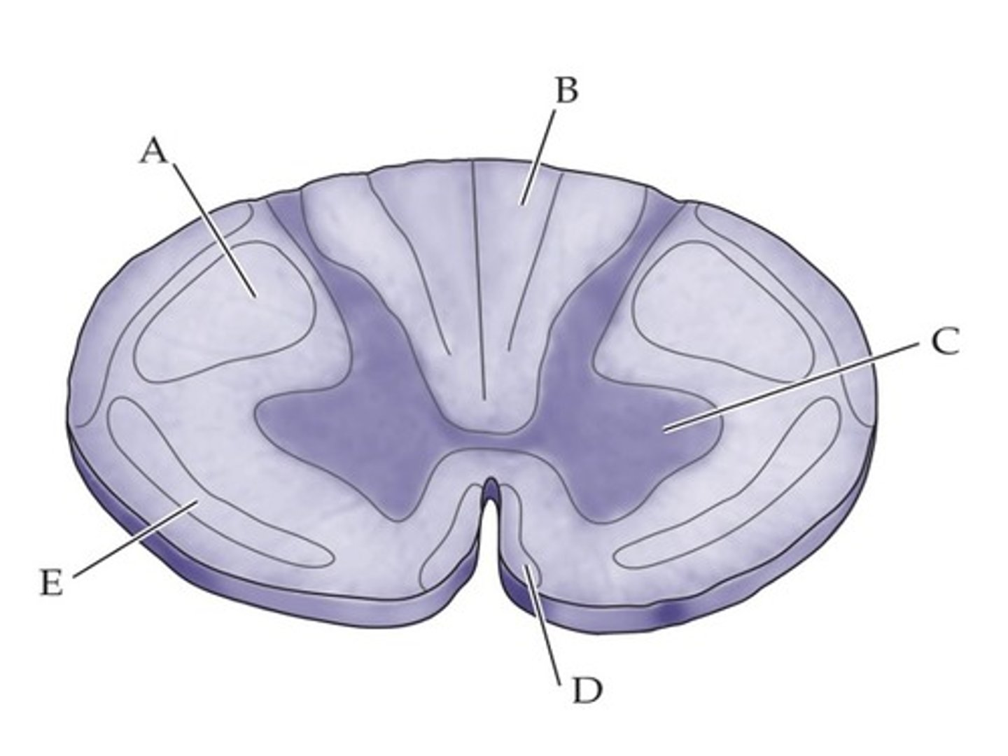 <p>D</p>