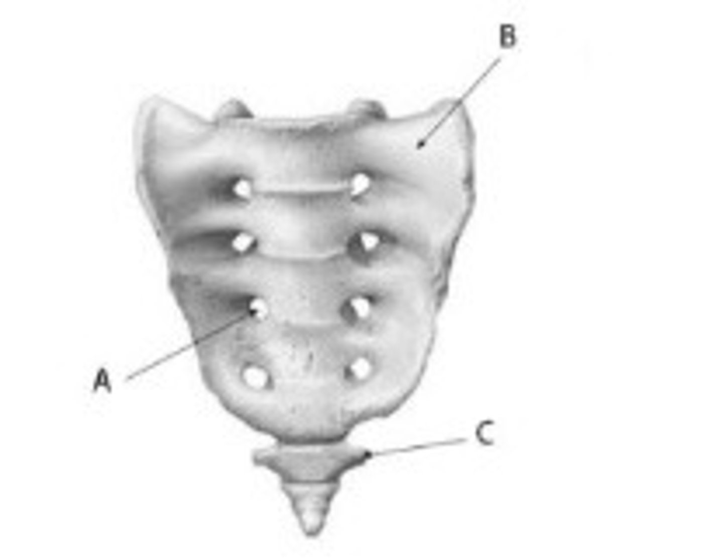 <p>Label the anatomy indicated by letter C:</p><p>what part of bone?</p>