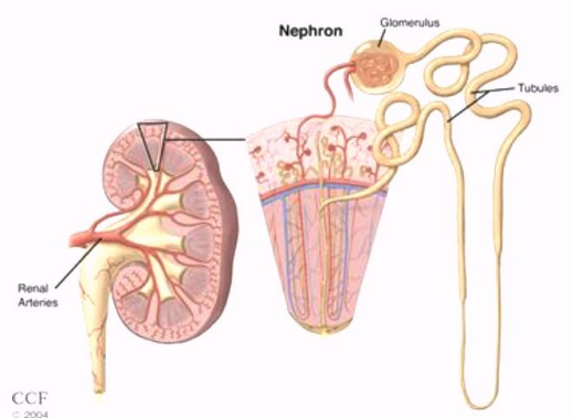 <p>Where are most of the nephrons located in the renal parenchyma? </p>