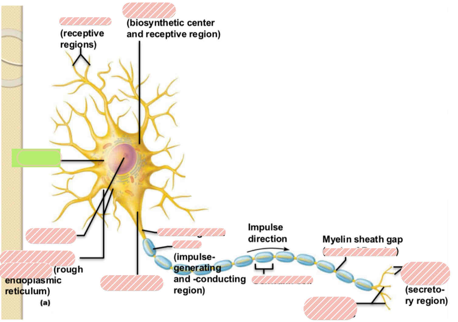 <p><span>Typical Motor Neuron</span></p>