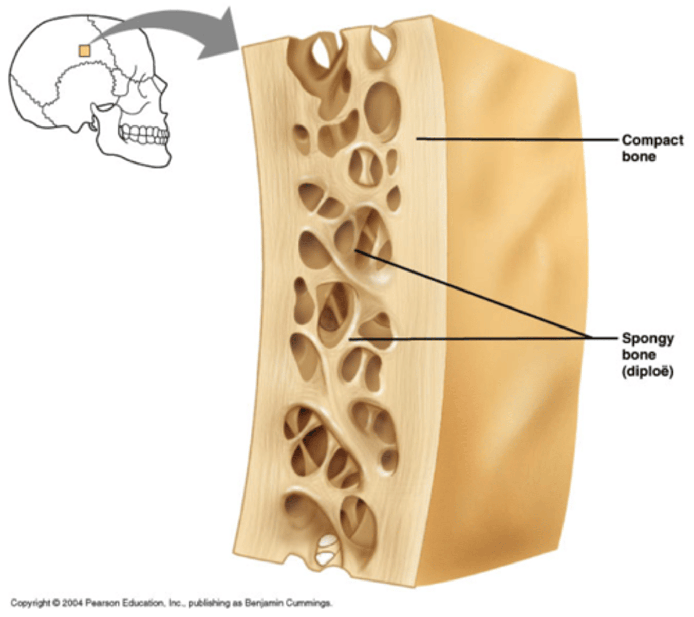 <p>thin plates of spongy bone covered by compact bone; plates sandwiched between connective tissue membranes; periosteum (outer layer) and endosteum; bone marrow throughout spongy bone; inner layer of spongy bone called "diploe"; hyaline cartilage covers articular surfaces</p>