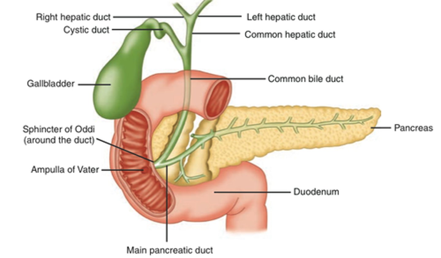<p>Distal portion of the biliary duct or common duct. Transports bile from the level of the cystic duct, inferomedially toward the head of the pancreas and then enters the duodenum and empties the bile to aid in digestion.</p>