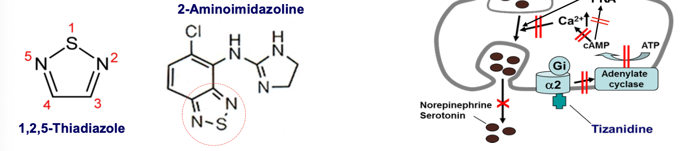 <p>Describe tizanidine regarding its structural feature, molecular target, and MOA?</p>