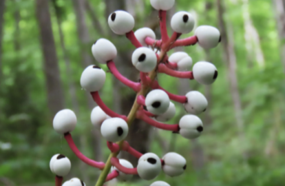 <p>dolls-eye/white baneberry&nbsp;</p>