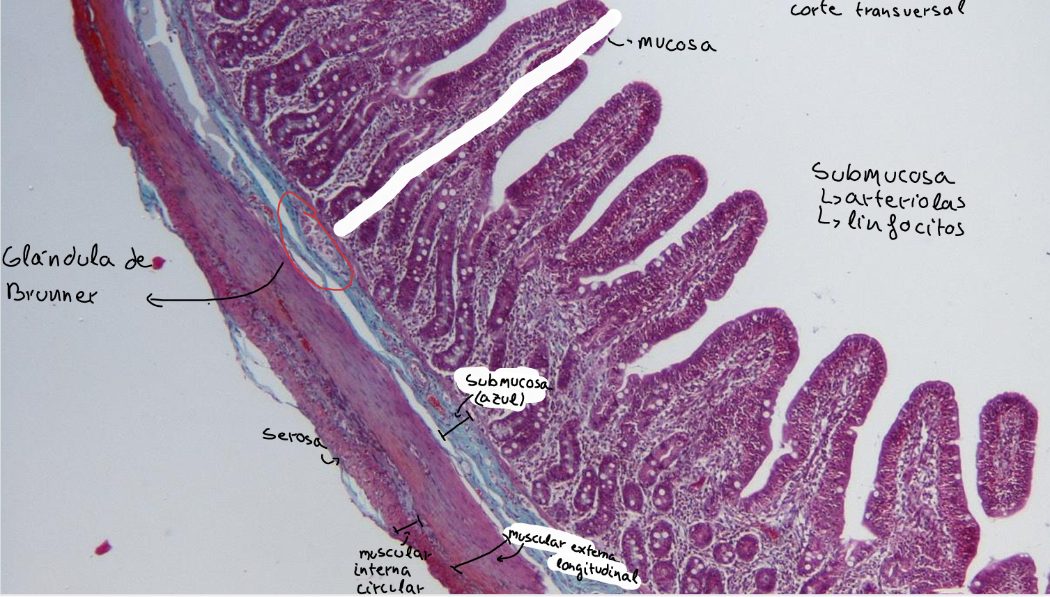 knowt flashcard image