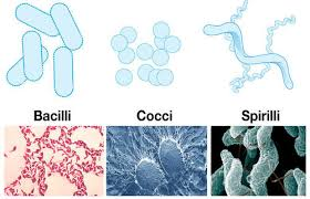 <ul><li><p>coccus (spherical)</p></li><li><p>bacillus (rod shaped)</p></li><li><p>helical/spiral (elongated spiral)</p></li></ul><p></p>