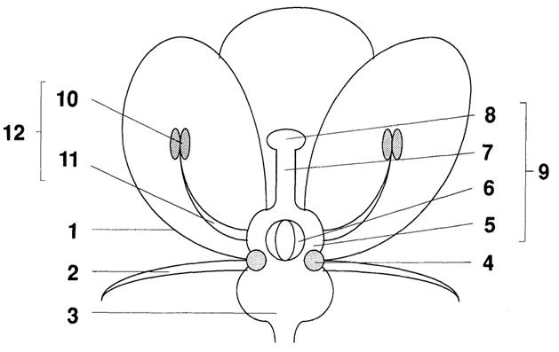 <p>Ovule</p>