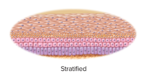 <p>some cells rest on top of other cells and do not extend to the basement membrane</p>