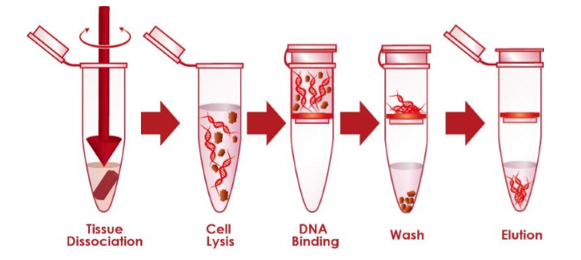 <ol><li><p>collect and resuspend the sample</p></li><li><p>disrupt the cellular structure to create a lysate</p></li><li><p>bind the nucleic acids to a purification matrix</p></li><li><p>wash out other cellular components from the matrix</p></li><li><p>elute the nucleic acid from the purification matrix</p></li></ol>