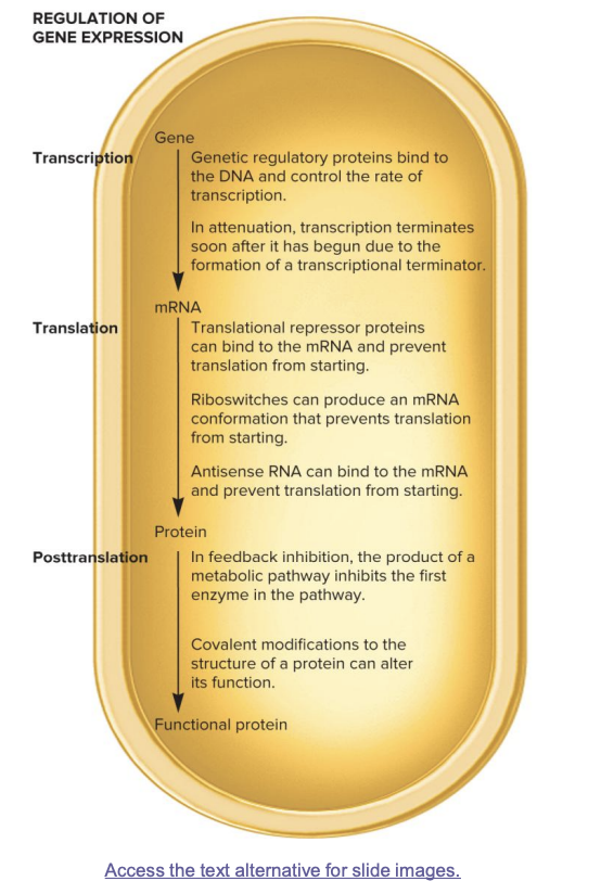 <ul><li><p>genetic regulatory proteins bind to the DNA and control the transcription rate</p><ul><li><p><strong>Lac Operon</strong>: The <strong>lac repressor</strong> blocks transcription when lactose is absent. When lactose is present, it binds to the repressor, allowing RNA polymerase to transcribe the genes needed for lactose metabolism.</p></li><li><p class=""><strong>Trp Operon</strong>: The <strong>trp repressor</strong> binds to the operator region and prevents transcription when tryptophan is abundant. When tryptophan is scarce, the repressor detaches, allowing transcription for tryptophan biosynthesis.</p></li></ul></li><li><p>occurs when gene is being copied into mRNA</p></li></ul><p></p>