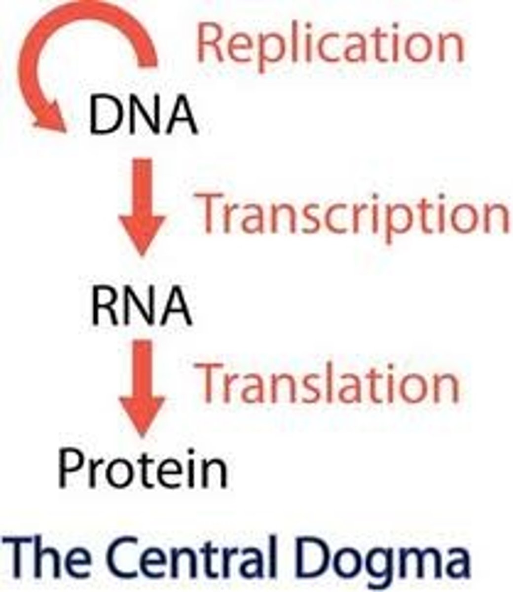 <p>The gene expression process by which the instructions in DNA are converted into a functional product</p>