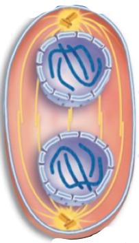 <p>The nuclear envelope re-forms and chromosomes condense Spindle fibres disappear</p>