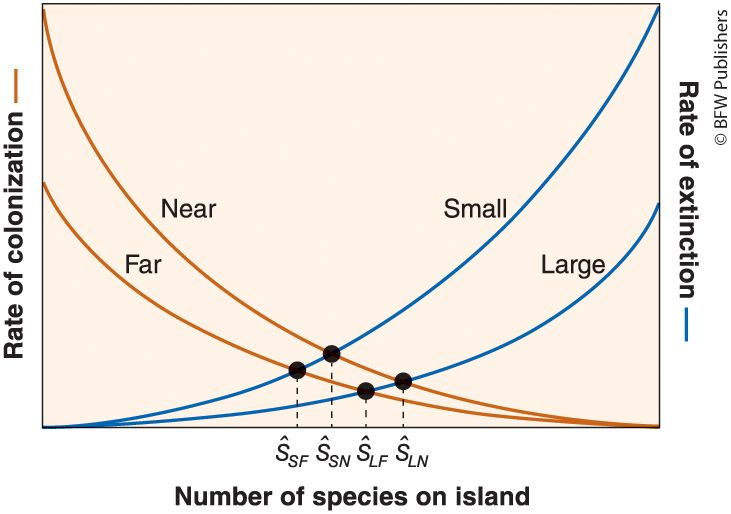 <ol><li><p><strong>Rate of Colonization Decreases w/ More Species:</strong> B/c fewer new species</p></li></ol><ul><li><p><strong>Rate of Extinction Increases w/ More Species:</strong> More predation, competition, parasitism</p></li></ul><p></p><ol start="2"><li><p><strong>Islands Near Mainland = Higher Rates of Colonization:</strong>&nbsp;More migration</p></li></ol><ul><li><p><strong>Large Islands = Lower Rates of Extinction:</strong> &nbsp;Support more/larger populations and migration</p></li></ul><ul><li><p><strong>Intersections:</strong>&nbsp;Species go extinct as much as species colonize (equilibrium)</p></li></ul><p></p>