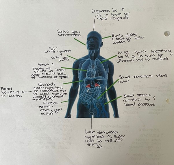 knowt flashcard image
