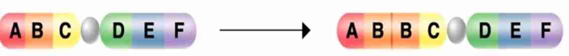 <p>when one chromosome ends up with two copies of a gene</p>