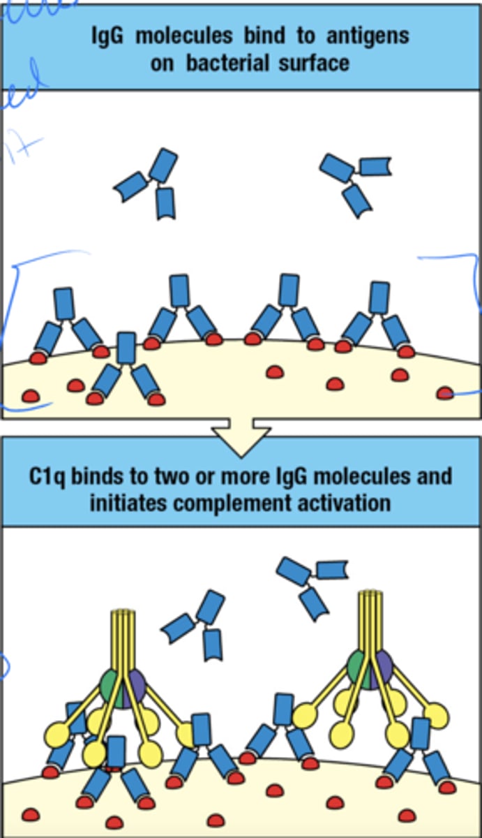 <p>- multiple molecules are needed to bind to the ag on the surface</p><p>- C1q binds to 2 or more IgG molecules and complement is activated</p>
