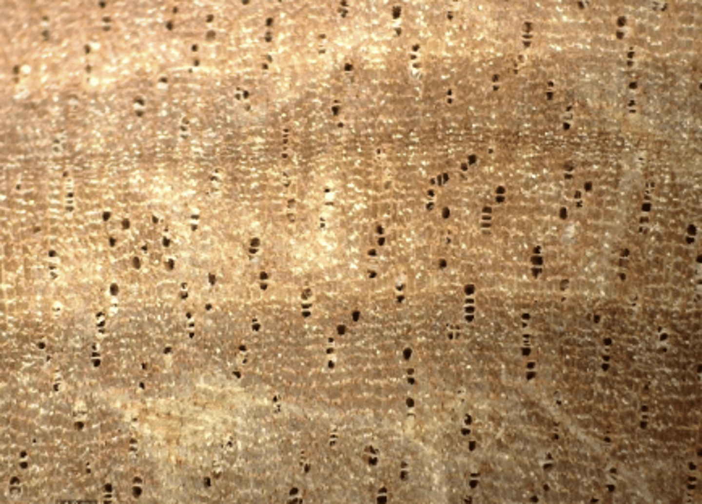 <p>Wood pale brown; radial multiples of 2-3, in radial line; concentric parenchyma</p>